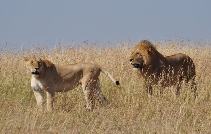 Enjoy 9 days of the famous Kenyan Safari trails, from the hidden gems of Taita Hills Sanctuary to the famously known Maasai Mara and have an adventure of a lifetime! Taita Hills Wildlife Sanctuary is a biodiversity hotspot promoting conservation and game viewing. The Sanctuary, surrounded by an ecosystem inclusive of the riverine forest, the savanna wood and the grasslands, hosts more than 50 large mammal species and about 300 bird species. A mountainous topography offers a glimpse of the surrounding rolling hills and the mountains. Tsavo West is the second largest protected area in Kenya and is a beautiful ruggedness overspread with attractions including the Shetani Lava flows and the Mzima Springs. The Tsavo West has a diverse ecosystem inclusive of Acacia woodlands, scrubs, riverine vegetation, rocky ridges and many more. From the Poacher’s Look out, view herds of game such as elephants, rhinos, hippos, lions, cheetahs, elusive leopards, buffalos, as well as diverse plant and bird species. Tsavo East National Park is the largest protected area in Kenya. Tsavo East, being generally flat, majorly consists of semi-arid grasslands and savannah for vegetation cover. It also hosts the Yatta Plateau, the world’s longest lava flow, among other attractions including the Luggard Falls and the Galana River that flows through the park and empties into the Indian Ocean. The Park is easily attractive for game viewing as it is larger than most and is rarely visited. Amboseli is home to the African Elephants, the gentle giants of the wild, and is host to iconic wildlife including four of the Big Five Wildlife species. The park offers an up-close encounter with herds of big-tusked African elephants that flock the park. Across the park’s open savannah grasslands, catch a glimpse of the Mount Kilimanjaro, Africa’s highest summit, which towers over the park across the border. Lake Naivasha, a freshwater lake on the floor of the Great Rift Valley, offers a welcome break in your safari excitement. The Lake is home to pods of hippos and diverse birdlife species, with other species such as waterbucks and zebras live on the lake’s shores. The Animal Sanctuary Farm is an island on the Lake Naivasha. A boat trip on the lake and a walk in the sanctuary farm will spice up your Safari tremendously. Included 4wd Land cruiser with pop up viewing roof Transport in 4wd Land cruiser with pop up viewing roof All Transportation by road Experienced and professional driver guide. All park fees. All accommodation during safari All meals throughout the safari (Breakfast + Lunch + Dinner) Mineral water during game drives Taxes/VAT Excluded International flight charges. International flight charges. Tips to driver/s or helping staff Items of personal nature (Souvenirs, travel insurance, visa fees, etc.) Additional accommodation before or at the end of the Safari Government imposed increase of taxes and/or park fees