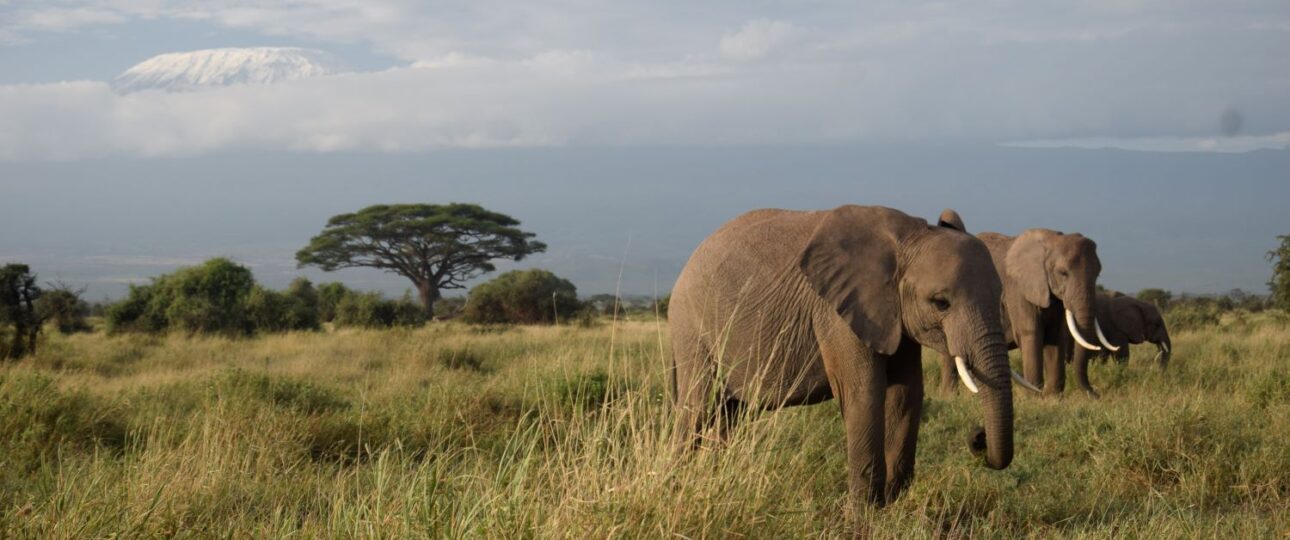 This 3-day Amboseli safari is perfect for anyone looking to experience the beauty of Kenya’s wildlife and landscapes. Amboseli is famous for its stunning views of Mount Kilimanjaro and its large herds of elephants. The trip offers a mix of game drives and relaxation, giving you time to explore the park’s rich wildlife and enjoy the serene environment. Included 4wd Land cruiser with pop up viewing roof Unlimited Mileage ensuring the best possible animal sightings. Experienced and professional driver guide. All park fees. All accommodation charges All meals throughout the safari (Breakfast + Lunch + Dinner) Mineral water during game drives Taxes/VAT Excluded International flight charges. Tips to driver/s or helping staff Items of personal nature (Souvenirs, travel insurance, visa fees, etc.) Additional accommodation before or at the end of the Safari Government imposed increase of taxes and/or park fees