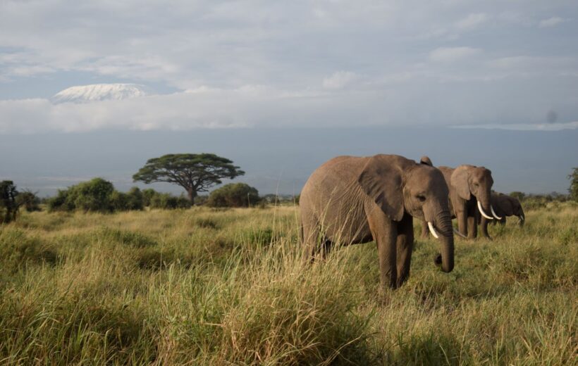 3-Day Amboseli Luxury Tour