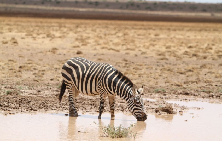 This 3-day Amboseli safari is perfect for anyone looking to experience the beauty of Kenya’s wildlife and landscapes. Amboseli is famous for its stunning views of Mount Kilimanjaro and its large herds of elephants. The trip offers a mix of game drives and relaxation, giving you time to explore the park’s rich wildlife and enjoy the serene environment. Included 4wd Land cruiser with pop up viewing roof Unlimited Mileage ensuring the best possible animal sightings. Experienced and professional driver guide. All park fees. All accommodation charges All meals throughout the safari (Breakfast + Lunch + Dinner) Mineral water during game drives Taxes/VAT Excluded International flight charges. Tips to driver/s or helping staff Items of personal nature (Souvenirs, travel insurance, visa fees, etc.) Additional accommodation before or at the end of the Safari Government imposed increase of taxes and/or park fees