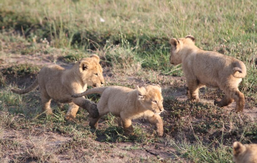 5-Day Budget Safari; Big Five, Bird Watching & Boat Ride