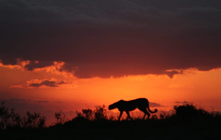 This five-day safari tour flows through the heart of Kenya’s diverse wildlife sanctuaries, providing an in-depth look at three of the most well-known ecosystems in East Africa. The trail starts in the wild areas of Ol Pejeta Conservancy, a pioneer in conservation efforts and home to the last two northern white rhinos on Earth. Here, the contrast between modern wildlife protection and untouched wilderness creates the perfect setting for your safari. The path then passes by Lake Nakuru’s sparkling waters, an alkaline body of water well-known for the vibrant flamingos that line its pink shores. This biodiversity hotspot serves as a crucial sanctuary for both black and white rhinos and provide a unique mix of mammal and avian species. Your journey ends in the famous Masai Mara. There, you’ll see one of nature’s grandest shows – the Great Migration. Here, vast grasslands stretch as far as the eye can see, setting the stage for an authentic African safari. You might see thrilling moments between predators and prey. You’ll be amazed by the variety of wildlife that made the Mara famous.