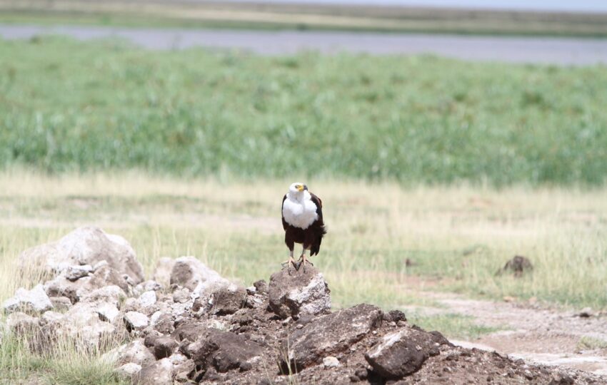 This 3-day Amboseli safari is perfect for anyone looking to experience the beauty of Kenya’s wildlife and landscapes. Amboseli is famous for its stunning views of Mount Kilimanjaro and its large herds of elephants. The trip offers a mix of game drives and relaxation, giving you time to explore the park’s rich wildlife and enjoy the serene environment. Included 4wd Land cruiser with pop up viewing roof Unlimited Mileage ensuring the best possible animal sightings. Experienced and professional driver guide. All park fees. All accommodation charges All meals throughout the safari (Breakfast + Lunch + Dinner) Mineral water during game drives Taxes/VAT Excluded International flight charges. Tips to driver/s or helping staff Items of personal nature (Souvenirs, travel insurance, visa fees, etc.) Additional accommodation before or at the end of the Safari Government imposed increase of taxes and/or park fees