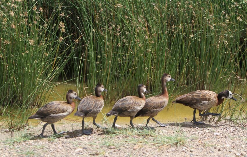 This 3-day Amboseli safari is perfect for anyone looking to experience the beauty of Kenya’s wildlife and landscapes. Amboseli is famous for its stunning views of Mount Kilimanjaro and its large herds of elephants. The trip offers a mix of game drives and relaxation, giving you time to explore the park’s rich wildlife and enjoy the serene environment. Included 4wd Land cruiser with pop up viewing roof Unlimited Mileage ensuring the best possible animal sightings. Experienced and professional driver guide. All park fees. All accommodation charges All meals throughout the safari (Breakfast + Lunch + Dinner) Mineral water during game drives Taxes/VAT Excluded International flight charges. Tips to driver/s or helping staff Items of personal nature (Souvenirs, travel insurance, visa fees, etc.) Additional accommodation before or at the end of the Safari Government imposed increase of taxes and/or park fees