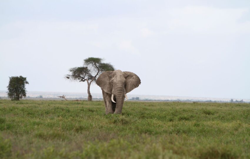 This 3-day Amboseli safari is perfect for anyone looking to experience the beauty of Kenya’s wildlife and landscapes. Amboseli is famous for its stunning views of Mount Kilimanjaro and its large herds of elephants. The trip offers a mix of game drives and relaxation, giving you time to explore the park’s rich wildlife and enjoy the serene environment. Included 4wd Land cruiser with pop up viewing roof Unlimited Mileage ensuring the best possible animal sightings. Experienced and professional driver guide. All park fees. All accommodation charges All meals throughout the safari (Breakfast + Lunch + Dinner) Mineral water during game drives Taxes/VAT Excluded International flight charges. Tips to driver/s or helping staff Items of personal nature (Souvenirs, travel insurance, visa fees, etc.) Additional accommodation before or at the end of the Safari Government imposed increase of taxes and/or park fees