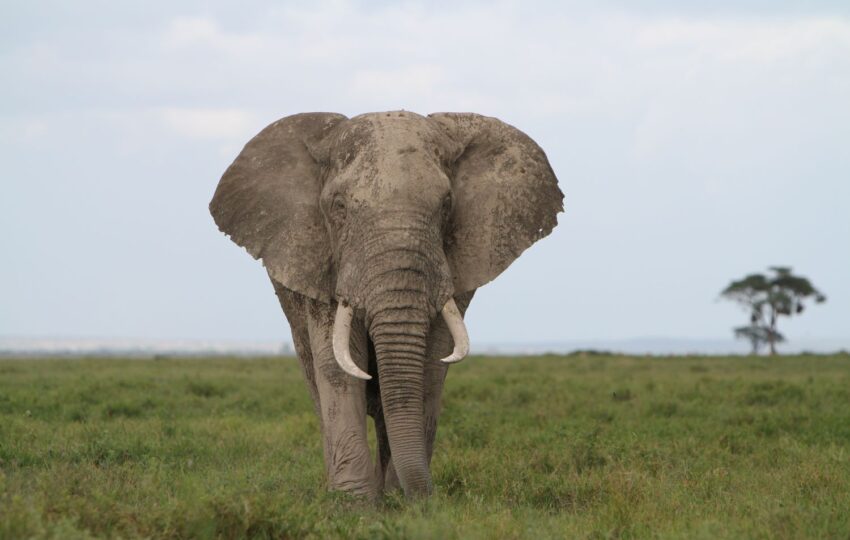 Enjoy 9 days of the famous Kenyan Safari trails, from the hidden gems of Taita Hills Sanctuary to the famously known Maasai Mara and have an adventure of a lifetime! Taita Hills Wildlife Sanctuary is a biodiversity hotspot promoting conservation and game viewing. The Sanctuary, surrounded by an ecosystem inclusive of the riverine forest, the savanna wood and the grasslands, hosts more than 50 large mammal species and about 300 bird species. A mountainous topography offers a glimpse of the surrounding rolling hills and the mountains. Tsavo West is the second largest protected area in Kenya and is a beautiful ruggedness overspread with attractions including the Shetani Lava flows and the Mzima Springs. The Tsavo West has a diverse ecosystem inclusive of Acacia woodlands, scrubs, riverine vegetation, rocky ridges and many more. From the Poacher’s Look out, view herds of game such as elephants, rhinos, hippos, lions, cheetahs, elusive leopards, buffalos, as well as diverse plant and bird species. Tsavo East National Park is the largest protected area in Kenya. Tsavo East, being generally flat, majorly consists of semi-arid grasslands and savannah for vegetation cover. It also hosts the Yatta Plateau, the world’s longest lava flow, among other attractions including the Luggard Falls and the Galana River that flows through the park and empties into the Indian Ocean. The Park is easily attractive for game viewing as it is larger than most and is rarely visited. Amboseli is home to the African Elephants, the gentle giants of the wild, and is host to iconic wildlife including four of the Big Five Wildlife species. The park offers an up-close encounter with herds of big-tusked African elephants that flock the park. Across the park’s open savannah grasslands, catch a glimpse of the Mount Kilimanjaro, Africa’s highest summit, which towers over the park across the border. Lake Naivasha, a freshwater lake on the floor of the Great Rift Valley, offers a welcome break in your safari excitement. The Lake is home to pods of hippos and diverse birdlife species, with other species such as waterbucks and zebras live on the lake’s shores. The Animal Sanctuary Farm is an island on the Lake Naivasha. A boat trip on the lake and a walk in the sanctuary farm will spice up your Safari tremendously. Included 4wd Land cruiser with pop up viewing roof Transport in 4wd Land cruiser with pop up viewing roof All Transportation by road Experienced and professional driver guide. All park fees. All accommodation during safari All meals throughout the safari (Breakfast + Lunch + Dinner) Mineral water during game drives Taxes/VAT Excluded International flight charges. International flight charges. Tips to driver/s or helping staff Items of personal nature (Souvenirs, travel insurance, visa fees, etc.) Additional accommodation before or at the end of the Safari Government imposed increase of taxes and/or park fees