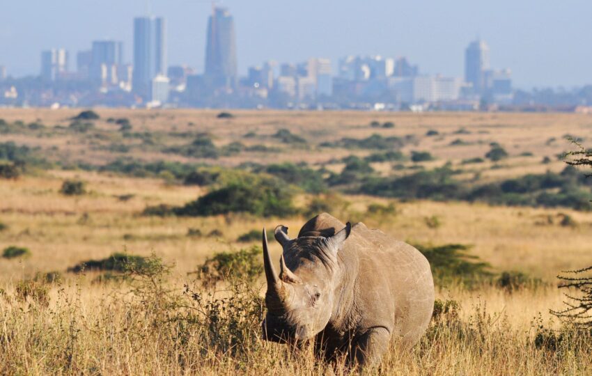 This tour offers a perfect mix of wildlife encounters and cultural experiences in Nairobi. Start with a drive to Nairobi National Park which offers a unique urban national park and conservation centers that make it an ideal starting point for wildlife adventures. Visit the David Sheldrick Wildlife Trust, where you’ll meet orphaned baby elephants, learn their touching rescue stories, and discover how they are rehabilitated for release into the wild. Next, enjoy up-close interactions at the Giraffe Center, where you can hand-feed the endangered Rothschild’s giraffes while learning about efforts to protect them. Visit Bomas of Kenya is instrumental for the safeguarding of Kenyan cultural heritage and many of the institution’s partners across sectors rely on its guidance, consultation and advocacy efforts. Finally, enjoy dinner at The Carnivore Restaurant. Hotel pick-up and drop-off ensure a stress-free experience. Included All Taxes/VAT 4wd Land cruiser with pop up viewing roof All Transportation by road Unlimited Mileage ensuring the best possible animal sightings. Experienced and professional driver guide. All park fees. All accommodation charges All meals As Indicated on the Day Program Mineral water during game drives Included International flight charges. Tips to driver/s or helping staff Items of personal nature (Souvenirs, travel insurance, visa fees, etc.) Additional accommodation before or at the end of the Safari Government imposed increase of taxes and/or park fees