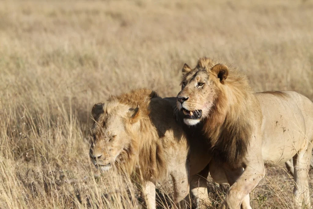 Book unforgettable Kenya safari packages with Flow Expedite Safaris. Explore Maasai Mara, Amboseli, Tsavo, Samburu & more. Custom, group & budget safaris. Call +254 710 496 000.