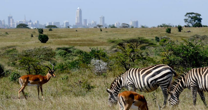 This tour offers a perfect mix of wildlife encounters and cultural experiences in Nairobi. Start with a drive to Nairobi National Park which offers a unique urban national park and conservation centers that make it an ideal starting point for wildlife adventures. Visit the David Sheldrick Wildlife Trust, where you’ll meet orphaned baby elephants, learn their touching rescue stories, and discover how they are rehabilitated for release into the wild. Next, enjoy up-close interactions at the Giraffe Center, where you can hand-feed the endangered Rothschild’s giraffes while learning about efforts to protect them. Visit Bomas of Kenya is instrumental for the safeguarding of Kenyan cultural heritage and many of the institution’s partners across sectors rely on its guidance, consultation and advocacy efforts. Finally, enjoy dinner at The Carnivore Restaurant. Hotel pick-up and drop-off ensure a stress-free experience. Included All Taxes/VAT 4wd Land cruiser with pop up viewing roof All Transportation by road Unlimited Mileage ensuring the best possible animal sightings. Experienced and professional driver guide. All park fees. All accommodation charges All meals As Indicated on the Day Program Mineral water during game drives Included International flight charges. Tips to driver/s or helping staff Items of personal nature (Souvenirs, travel insurance, visa fees, etc.) Additional accommodation before or at the end of the Safari Government imposed increase of taxes and/or park fees