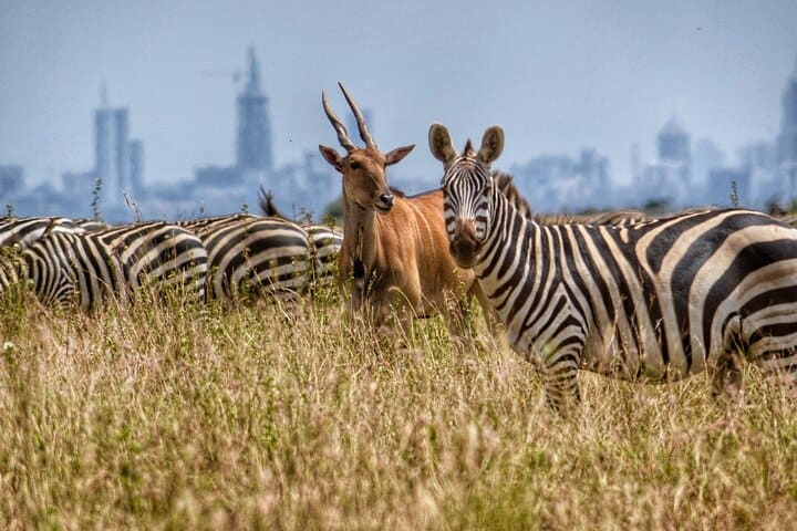 Nairobi National Park, Giraffe Center & Bomas Of Kenya