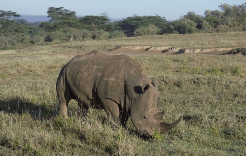 This five-day safari tour flows through the heart of Kenya’s diverse wildlife sanctuaries, providing an in-depth look at three of the most well-known ecosystems in East Africa. The trail starts in the wild areas of Ol Pejeta Conservancy, a pioneer in conservation efforts and home to the last two northern white rhinos on Earth. Here, the contrast between modern wildlife protection and untouched wilderness creates the perfect setting for your safari. The path then passes by Lake Nakuru’s sparkling waters, an alkaline body of water well-known for the vibrant flamingos that line its pink shores. This biodiversity hotspot serves as a crucial sanctuary for both black and white rhinos and provide a unique mix of mammal and avian species. Your journey ends in the famous Masai Mara. There, you’ll see one of nature’s grandest shows – the Great Migration. Here, vast grasslands stretch as far as the eye can see, setting the stage for an authentic African safari. You might see thrilling moments between predators and prey. You’ll be amazed by the variety of wildlife that made the Mara famous.
