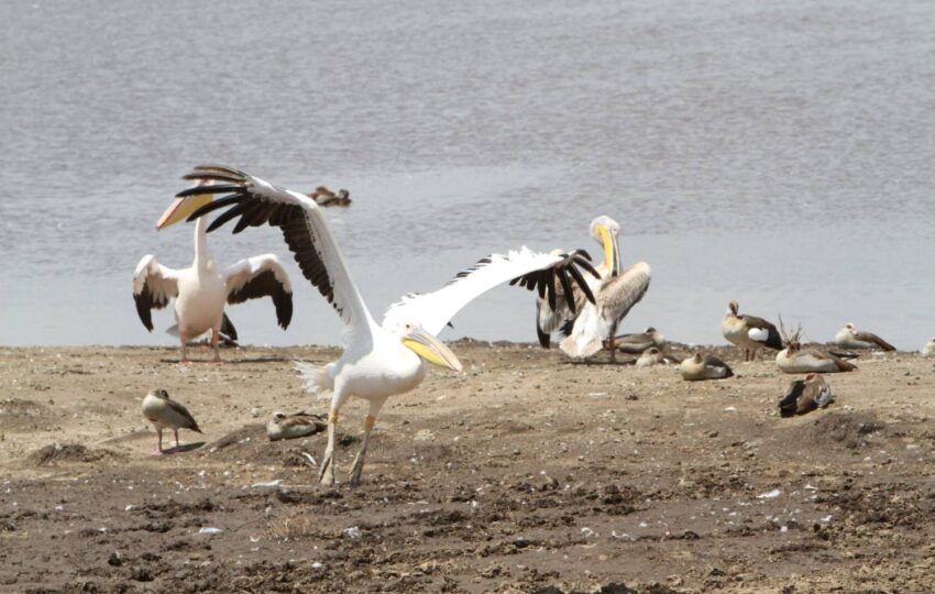 This five-day safari tour flows through the heart of Kenya’s diverse wildlife sanctuaries, providing an in-depth look at three of the most well-known ecosystems in East Africa. The trail starts in the wild areas of Ol Pejeta Conservancy, a pioneer in conservation efforts and home to the last two northern white rhinos on Earth. Here, the contrast between modern wildlife protection and untouched wilderness creates the perfect setting for your safari. The path then passes by Lake Nakuru’s sparkling waters, an alkaline body of water well-known for the vibrant flamingos that line its pink shores. This biodiversity hotspot serves as a crucial sanctuary for both black and white rhinos and provide a unique mix of mammal and avian species. Your journey ends in the famous Masai Mara. There, you’ll see one of nature’s grandest shows – the Great Migration. Here, vast grasslands stretch as far as the eye can see, setting the stage for an authentic African safari. You might see thrilling moments between predators and prey. You’ll be amazed by the variety of wildlife that made the Mara famous.