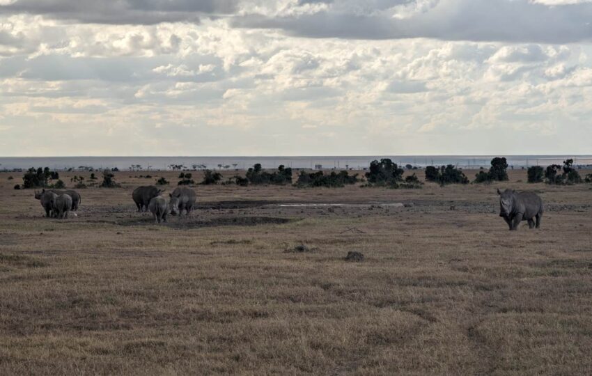 This five-day safari tour flows through the heart of Kenya’s diverse wildlife sanctuaries, providing an in-depth look at three of the most well-known ecosystems in East Africa. The trail starts in the wild areas of Ol Pejeta Conservancy, a pioneer in conservation efforts and home to the last two northern white rhinos on Earth. Here, the contrast between modern wildlife protection and untouched wilderness creates the perfect setting for your safari. The path then passes by Lake Nakuru’s sparkling waters, an alkaline body of water well-known for the vibrant flamingos that line its pink shores. This biodiversity hotspot serves as a crucial sanctuary for both black and white rhinos and provide a unique mix of mammal and avian species. Your journey ends in the famous Masai Mara. There, you’ll see one of nature’s grandest shows – the Great Migration. Here, vast grasslands stretch as far as the eye can see, setting the stage for an authentic African safari. You might see thrilling moments between predators and prey. You’ll be amazed by the variety of wildlife that made the Mara famous.