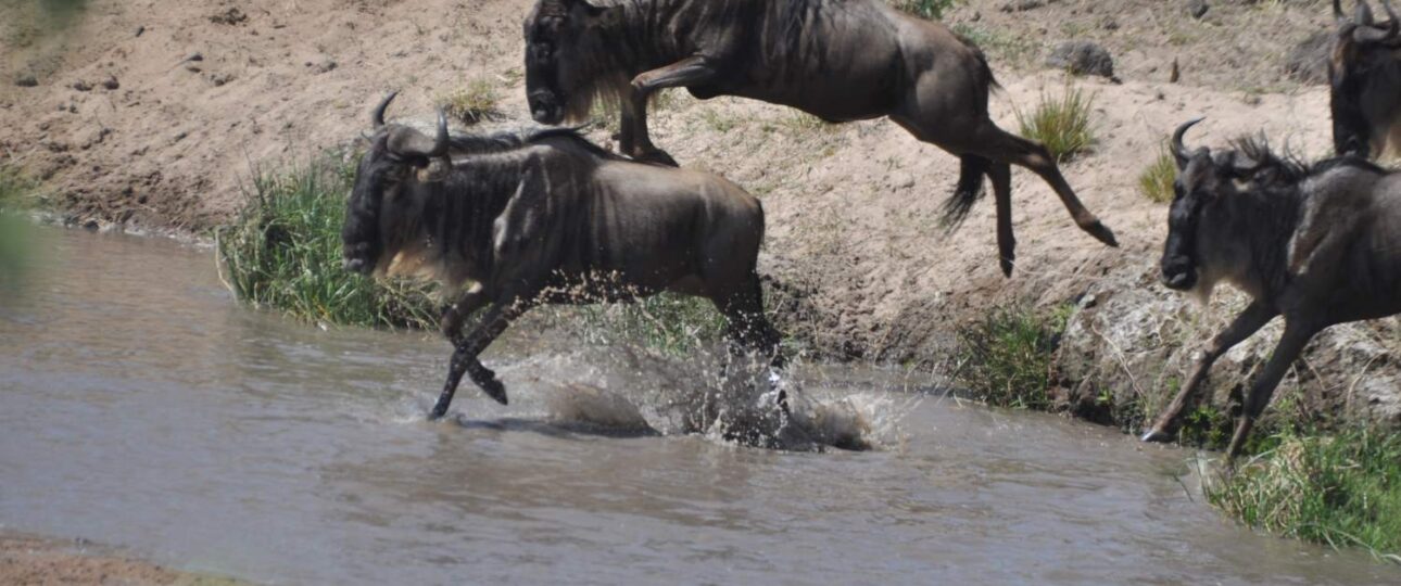 This five-day safari tour flows through the heart of Kenya’s diverse wildlife sanctuaries, providing an in-depth look at three of the most well-known ecosystems in East Africa. The trail starts in the wild areas of Ol Pejeta Conservancy, a pioneer in conservation efforts and home to the last two northern white rhinos on Earth. Here, the contrast between modern wildlife protection and untouched wilderness creates the perfect setting for your safari. The path then passes by Lake Nakuru’s sparkling waters, an alkaline body of water well-known for the vibrant flamingos that line its pink shores. This biodiversity hotspot serves as a crucial sanctuary for both black and white rhinos and provide a unique mix of mammal and avian species. Your journey ends in the famous Masai Mara. There, you’ll see one of nature’s grandest shows – the Great Migration. Here, vast grasslands stretch as far as the eye can see, setting the stage for an authentic African safari. You might see thrilling moments between predators and prey. You’ll be amazed by the variety of wildlife that made the Mara famous.