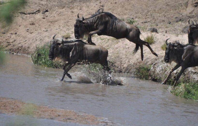 5 Days Ol Pejeta, Lake Nakuru & Masai Mara Family Safari