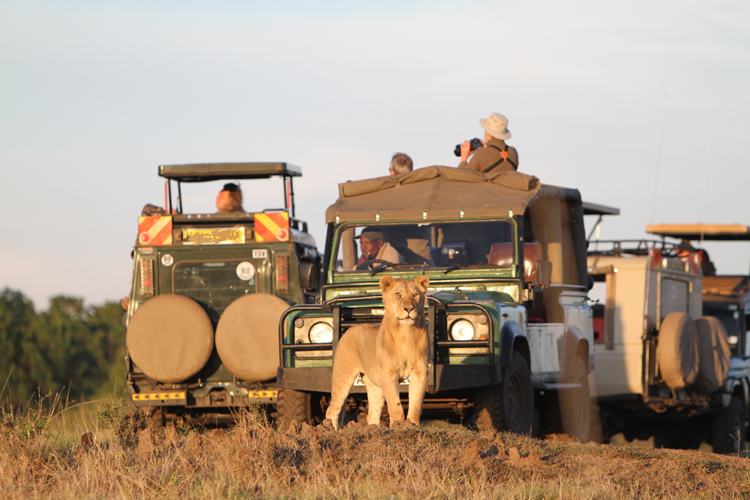 Book unforgettable Kenya safari packages with Flow Expedite Safaris. Explore Maasai Mara, Amboseli, Tsavo, Samburu & more. Custom, group & budget safaris. Call +254 710 496 000.