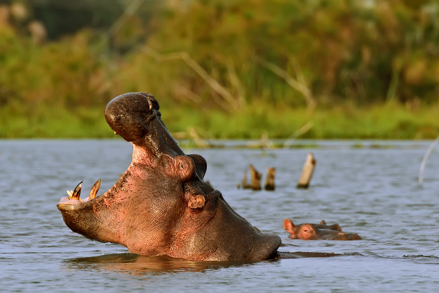 Lake Naivasha